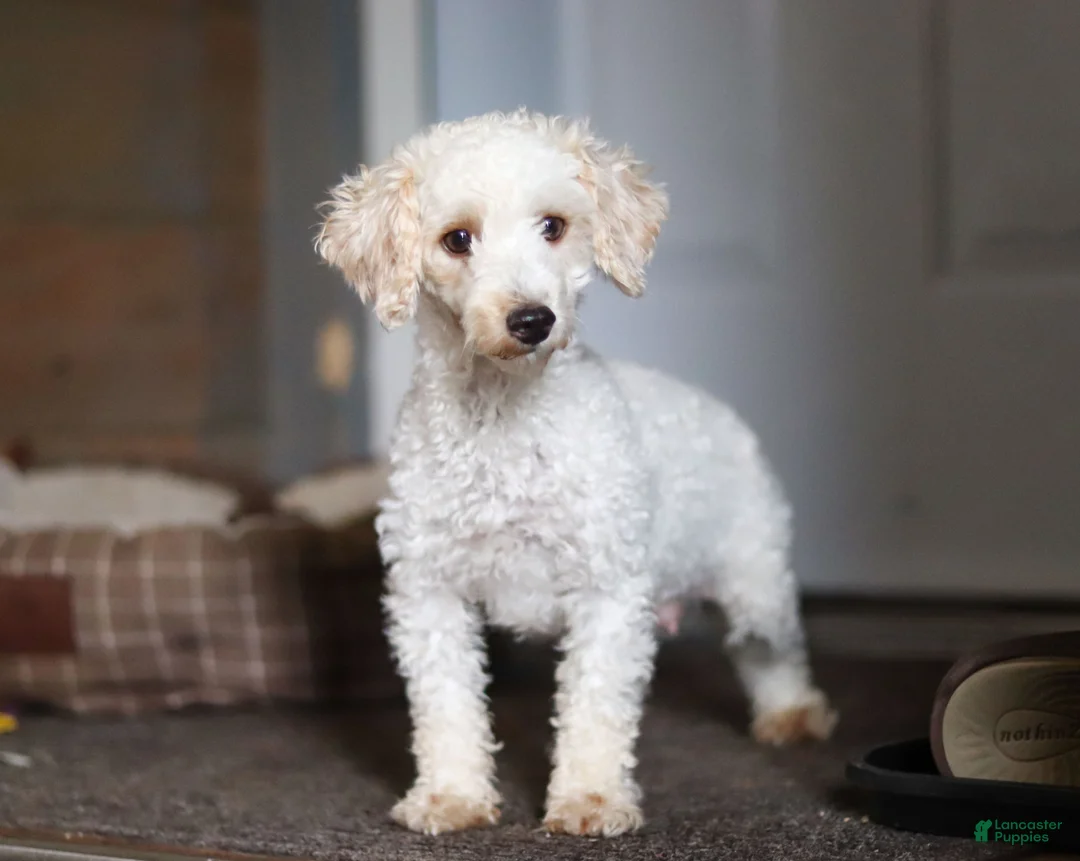 Yorkiepoo dogs for sale: Torie - Ad 6