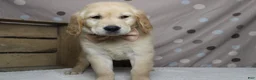 Golden Retriever dogs for sale: Pumpernickel  - Ad 4