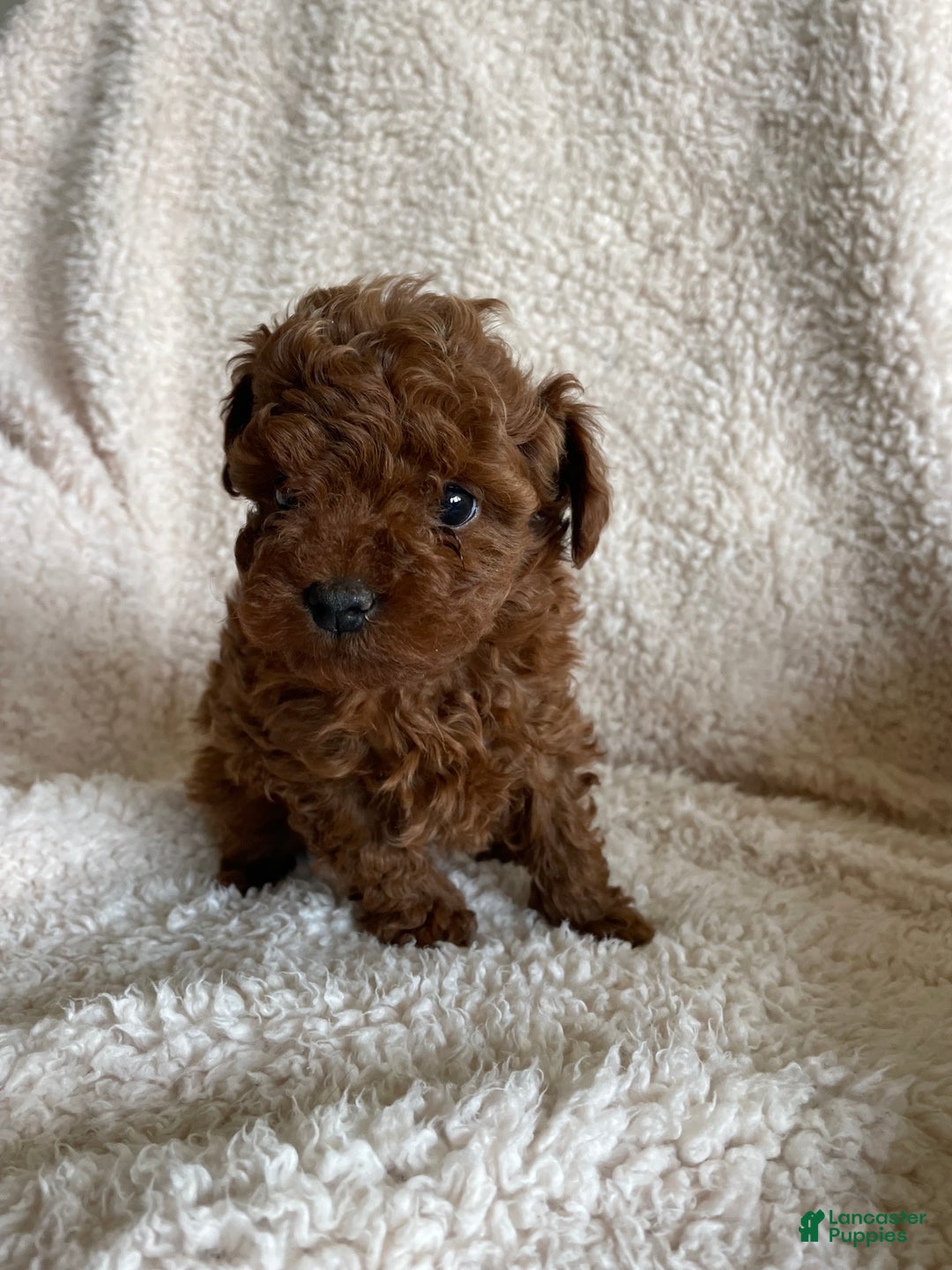 Toy Poodle dogs for sale: Nugget - Ad 3