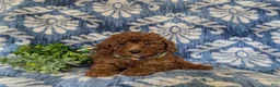 Miniature Poodle dogs for sale: Stedman - Ad 5