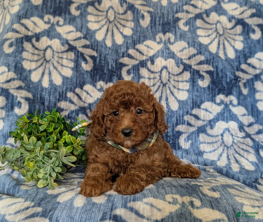 Miniature Poodle dogs for sale: Stedman - Ad 5