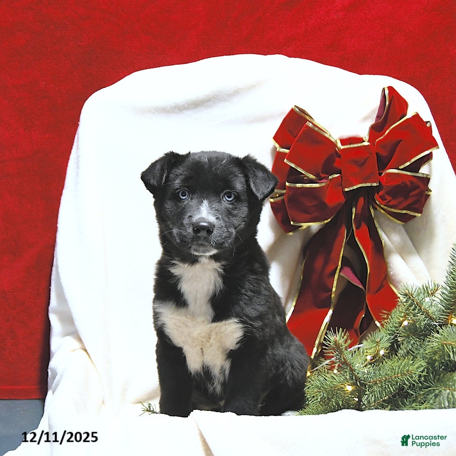 Mixed Breed dogs Beauty - Ad 36