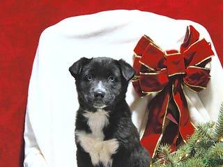 Mixed Breed dogs Beauty - Ad 39