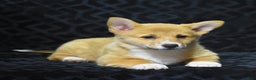 Welsh Corgi Pembroke dogs for sale: Mia - Ad 4