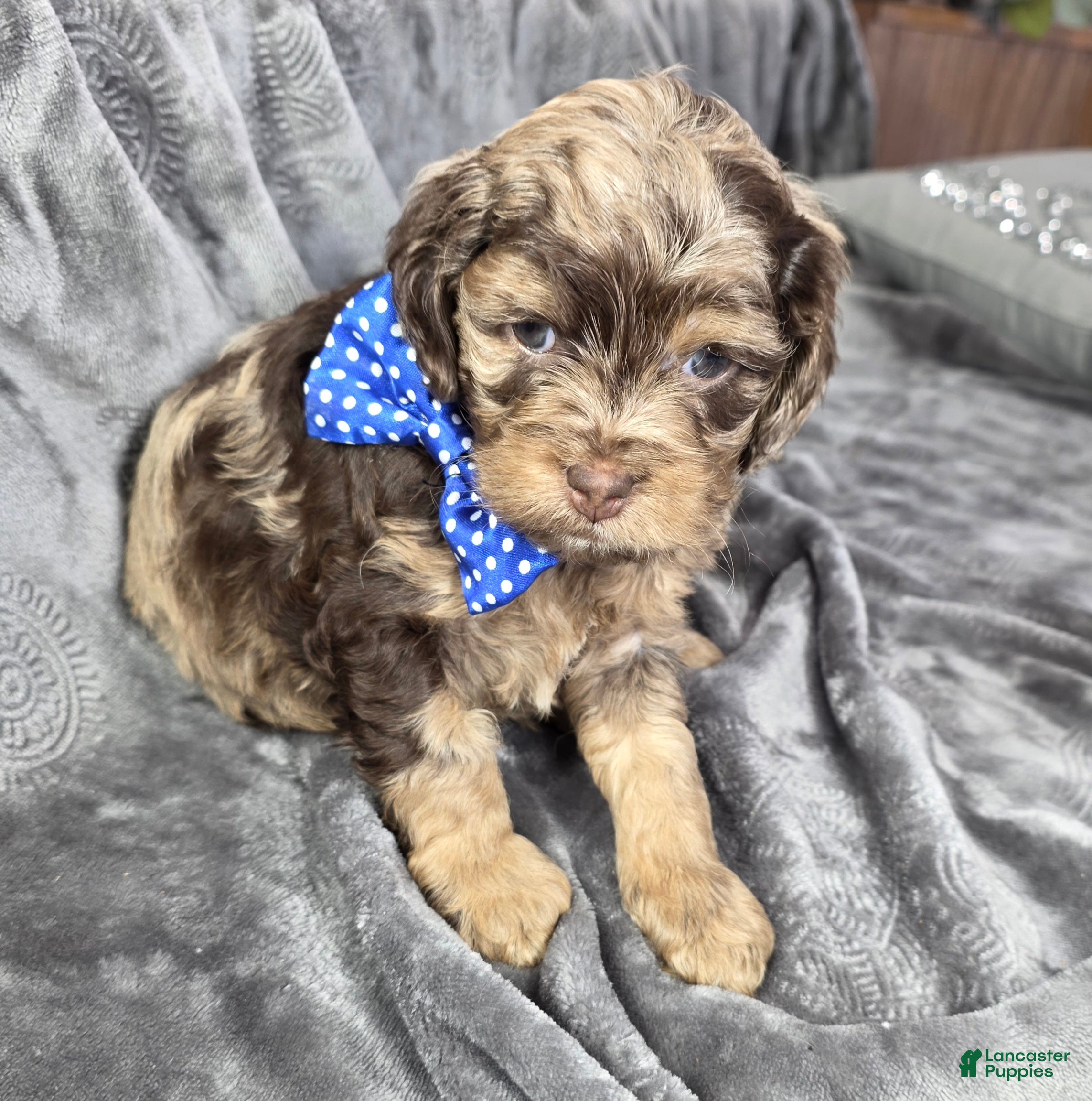 Cockapoo dogs Cockapoo Puppy 1 - Ad 1