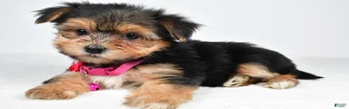 Vicky