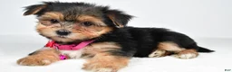 Morkie dogs for sale: Vicky - Ad 1