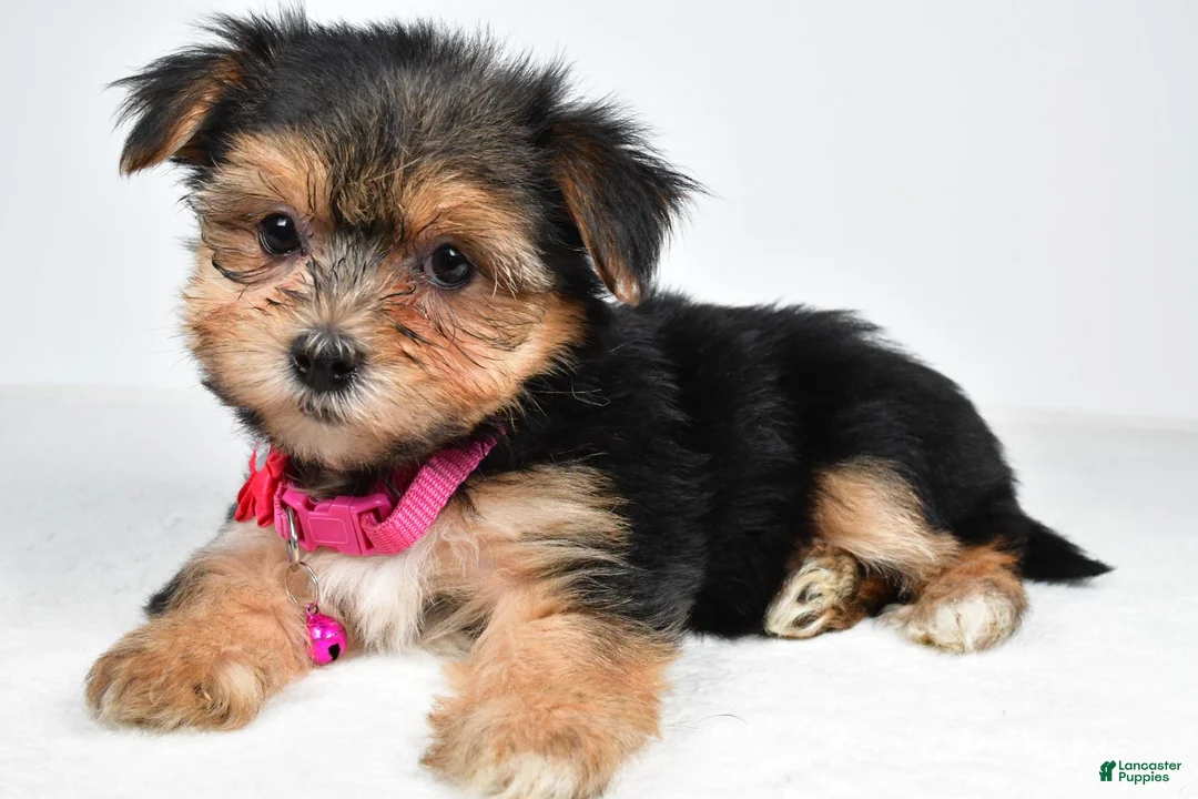 Morkie dogs for sale: Vicky - Ad 1