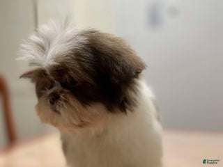 Shih Tzu dogs Elizabeth - Ad 37