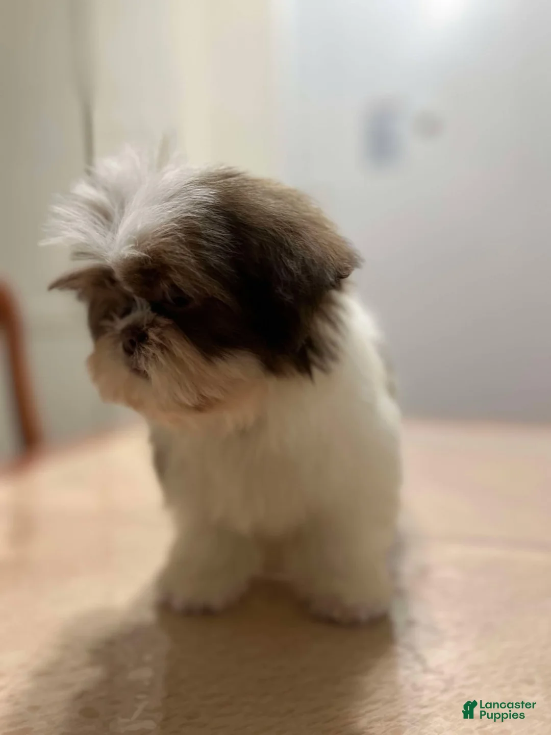 Shih Tzu dogs for sale: Elizabeth - Ad 1