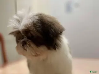 Shih Tzu dogs Elizabeth - Ad 17