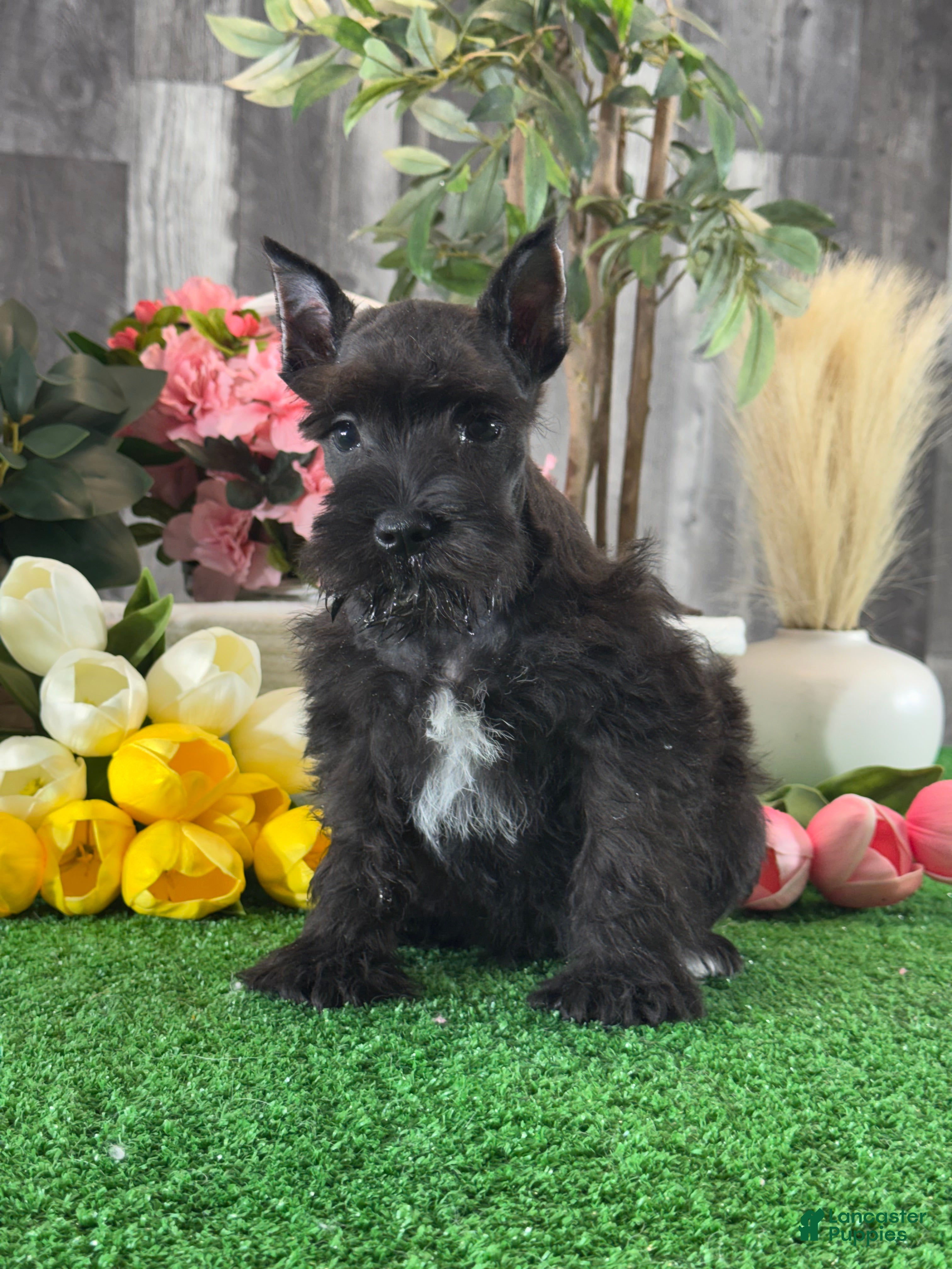 Miniature Schnauzer dogs Kobe - Ad 16