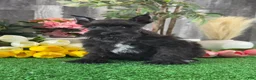 Miniature Schnauzer dogs for sale: Kobe - Ad 1