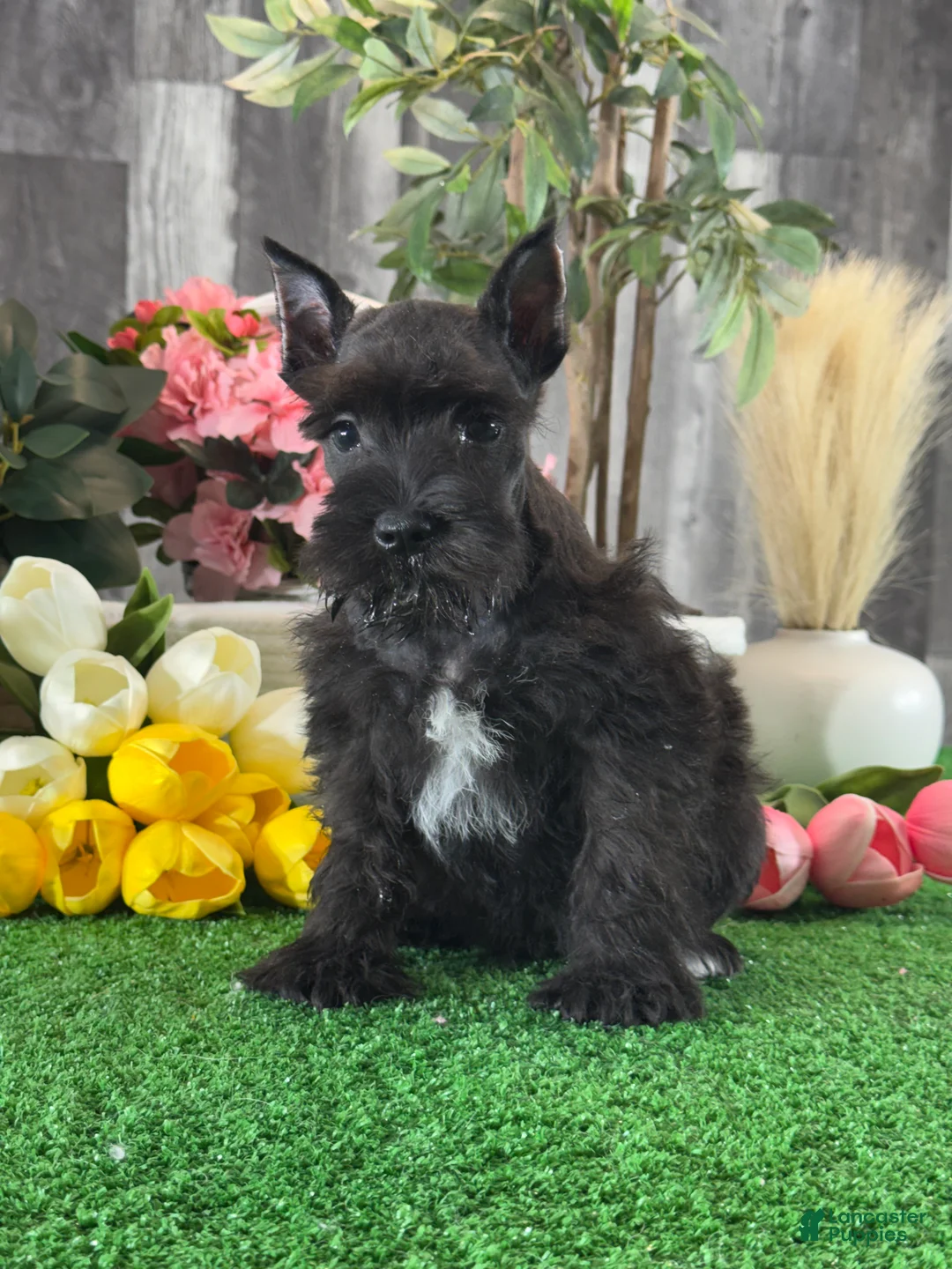 Miniature Schnauzer dogs for sale: Kobe - Ad 1