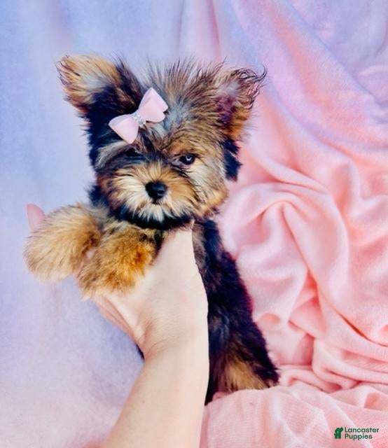 Yorkshire Terrier dogs Yorkshire Terrier 2 - Ad 2