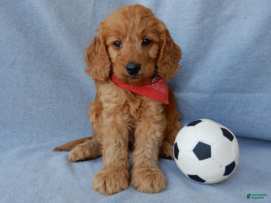 Goldendoodle dogs for sale: Logan-MEDIUM - Ad 2