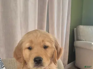 Golden Retriever dogs Hunter - Ad 22