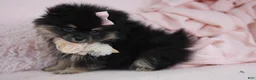 Pomeranian dogs for sale: Pomeranian 2 - Ad 3