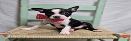 Boston Terrier dogs for sale: Baby Doll - Ad 5
