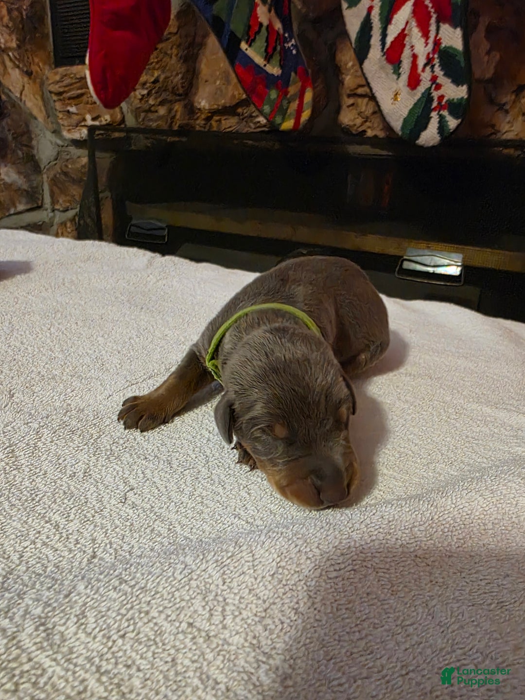 Doberman Pinscher dogs for sale: Doberman Pinscher Puppy 7 - Ad 2