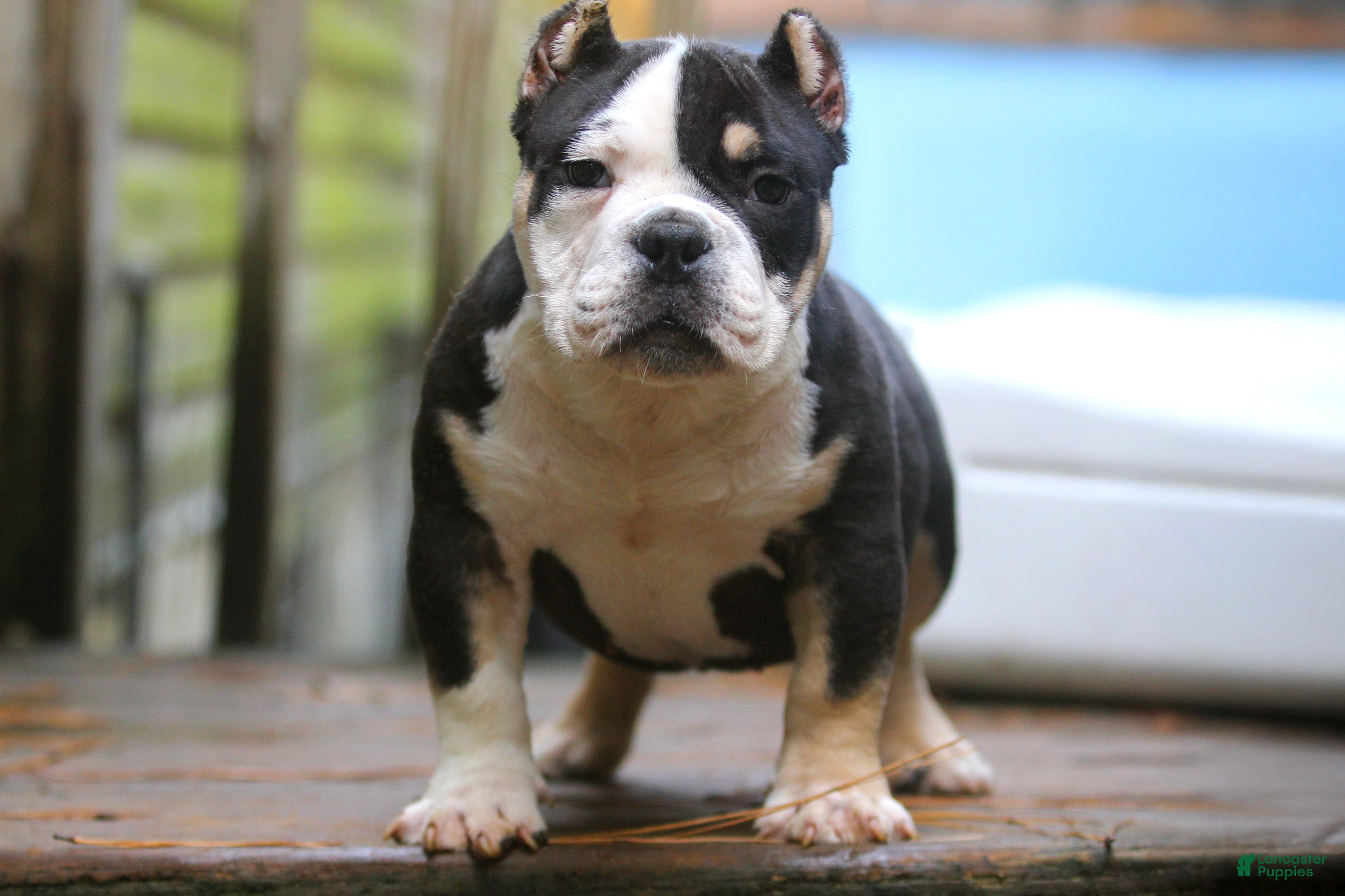 American Bully dogs Black Tri Male - Ad 1
