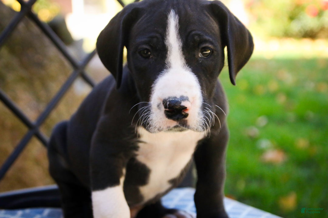 Great Dane dogs for sale: Lawrence - Ad 2