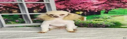 Miniature Poodle dogs for sale: AKC Crew - Ad 6