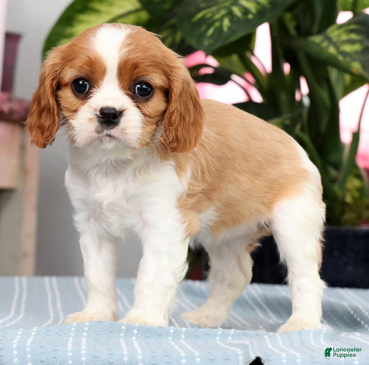Cavalier King Charles Spaniel dogs Paige - Ad 2