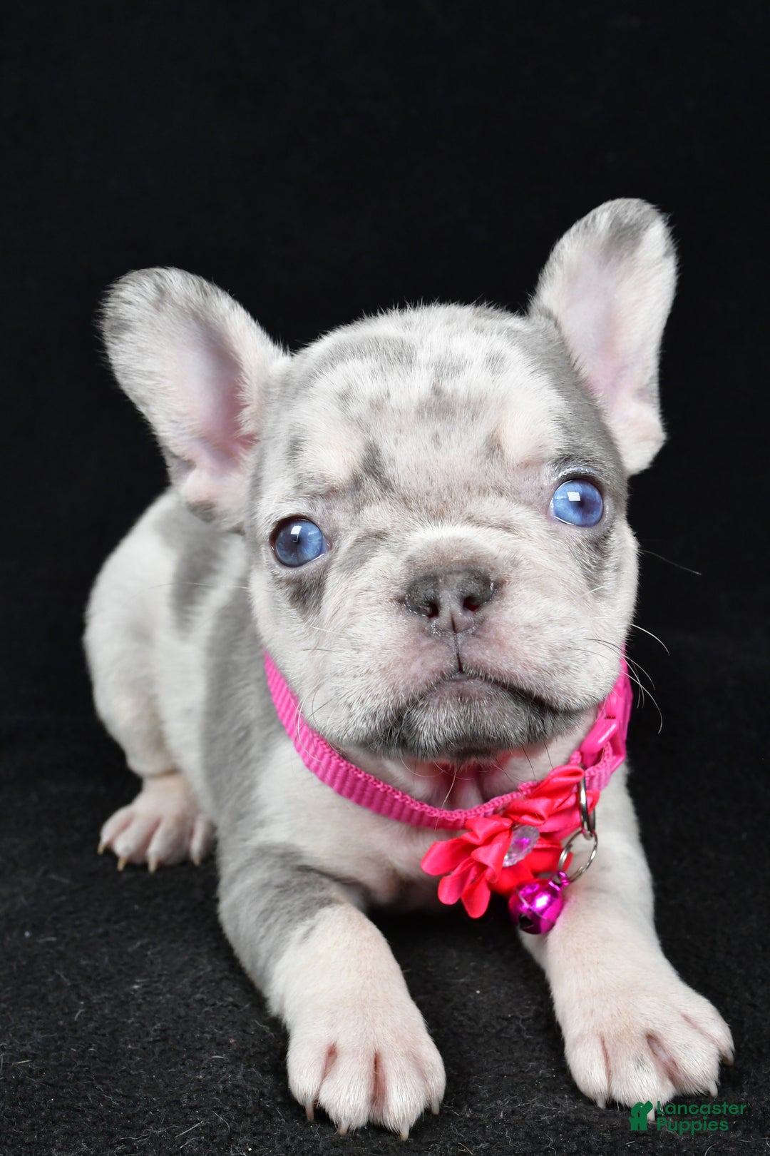 French Bulldog dogs for sale: Krissey - Ad 4
