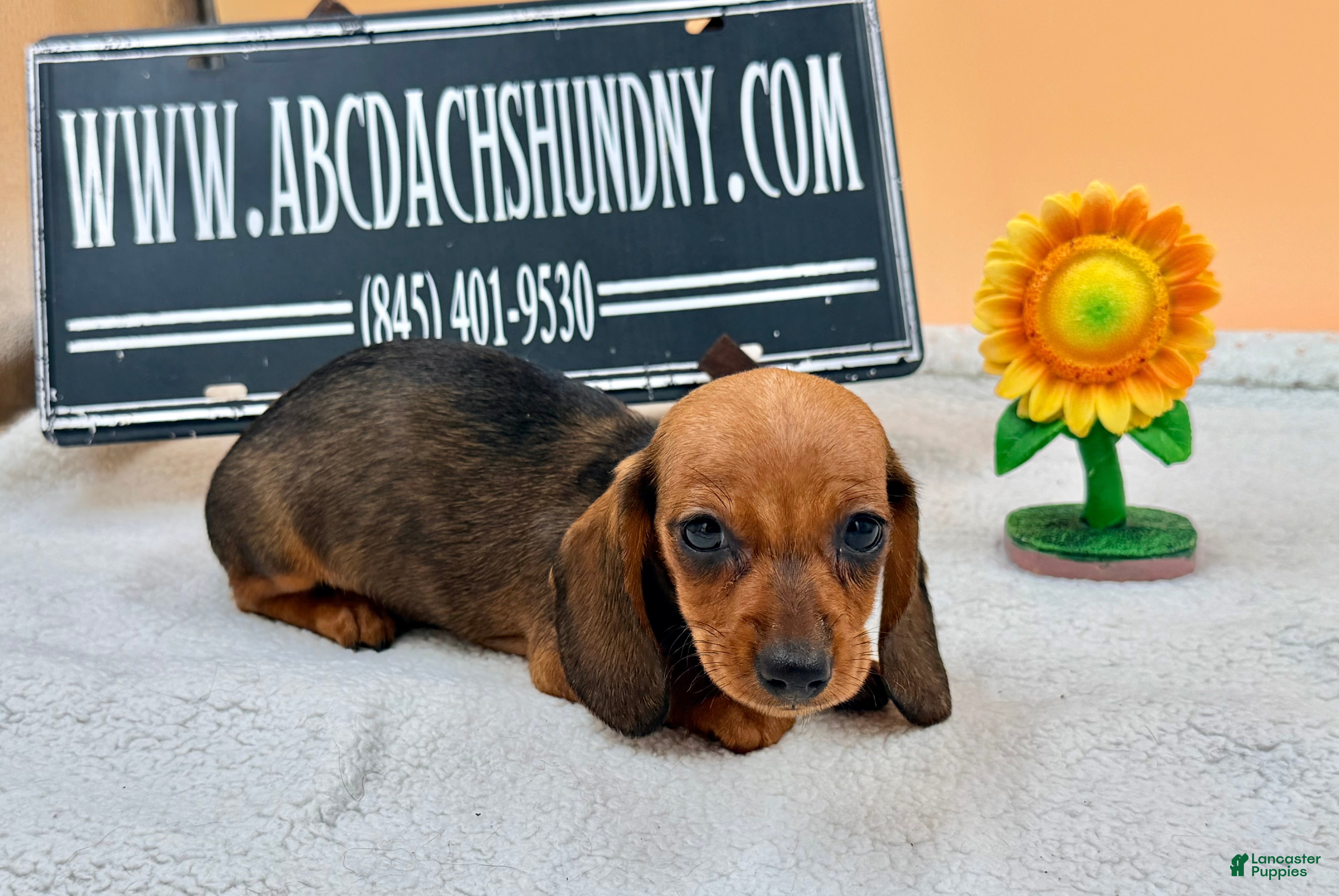 Miniature Dachshund dogs Russian Smooth red female - Ad 17