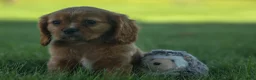 Cavalier King Charles Spaniel dogs for sale: Ford 💙 - Ad 10