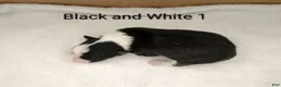 Border Collie dogs for sale: Border Collie 1 - Ad 12