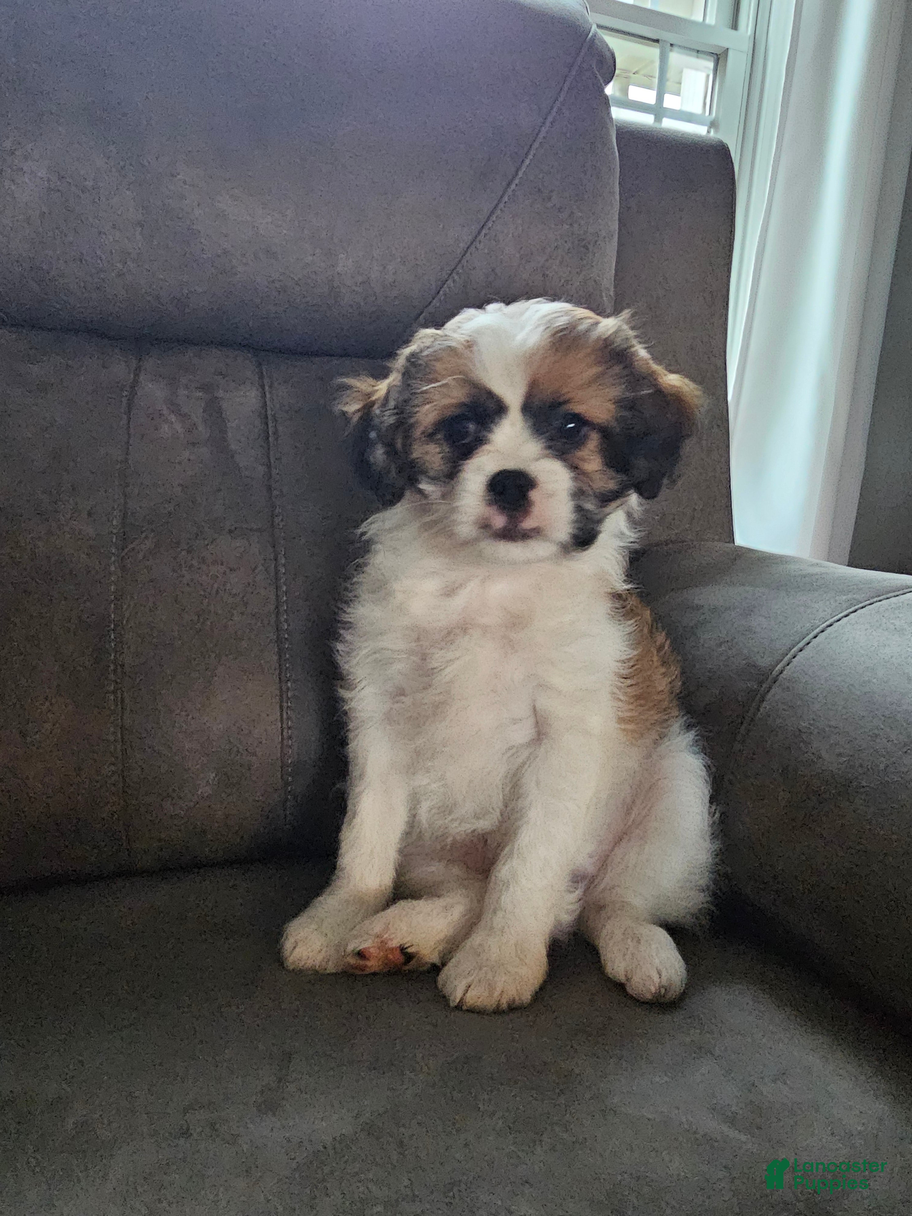 Mixed Breed dogs Biscuit  - Ad 24