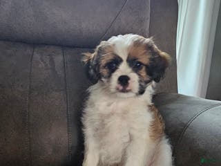 Mixed Breed dogs Biscuit - Ad 31