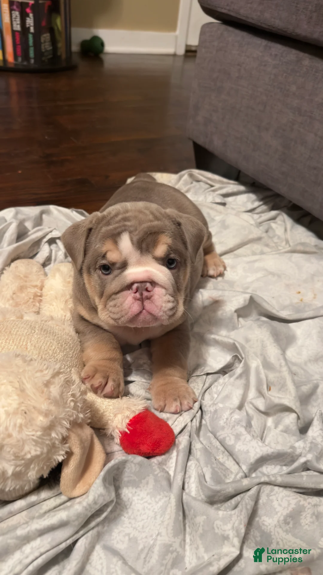 English Bulldog dogs for sale: SKYE - Ad 1