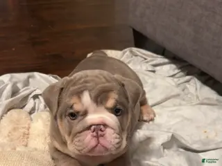 English Bulldog dogs SKYE - Ad 4