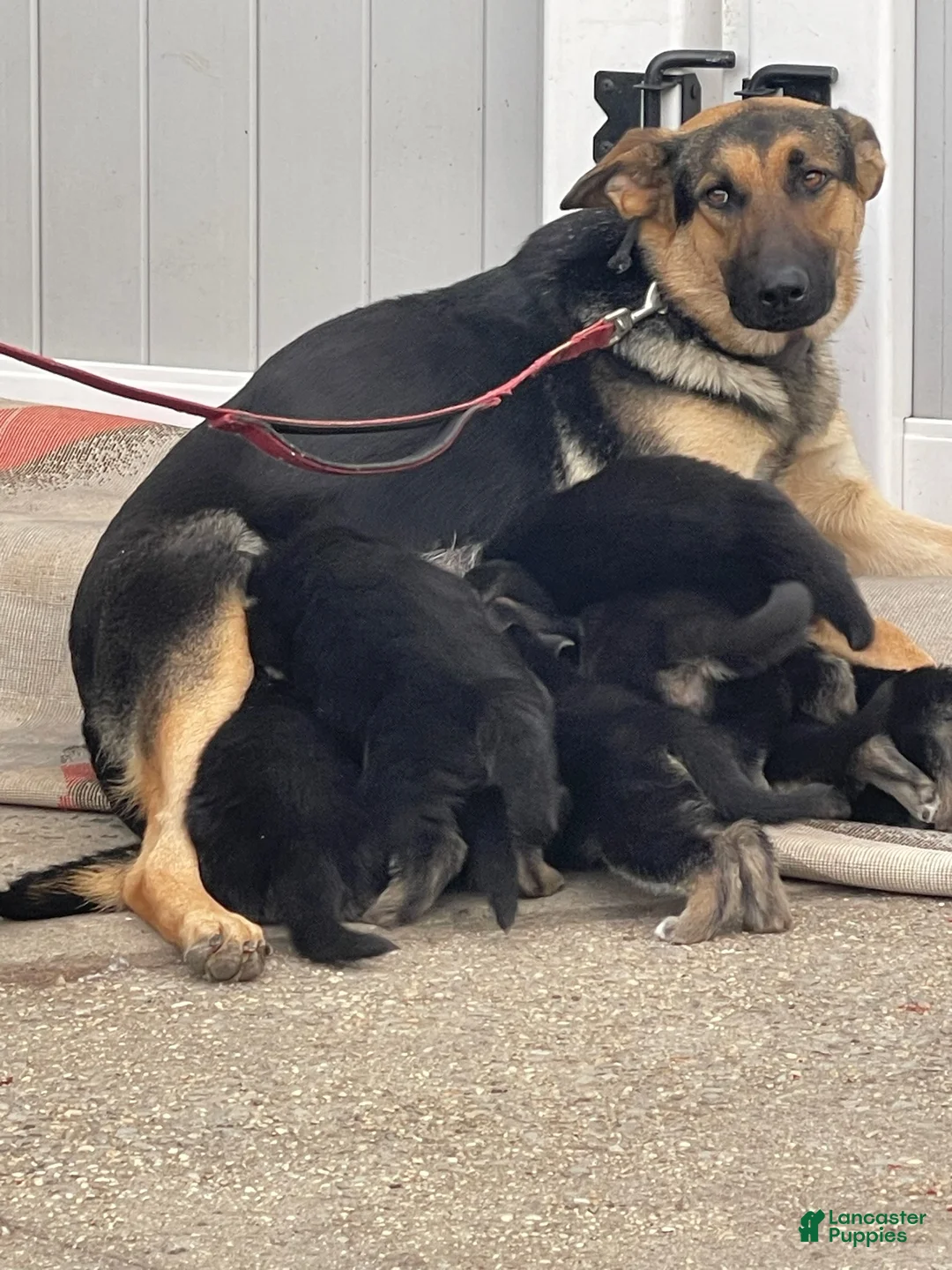 German Shepherd dogs for sale: German Shepherd Puppy 2 - Ad 2