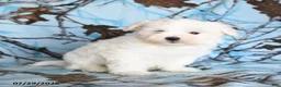 Maltese dogs for sale: Frost  - Ad 3