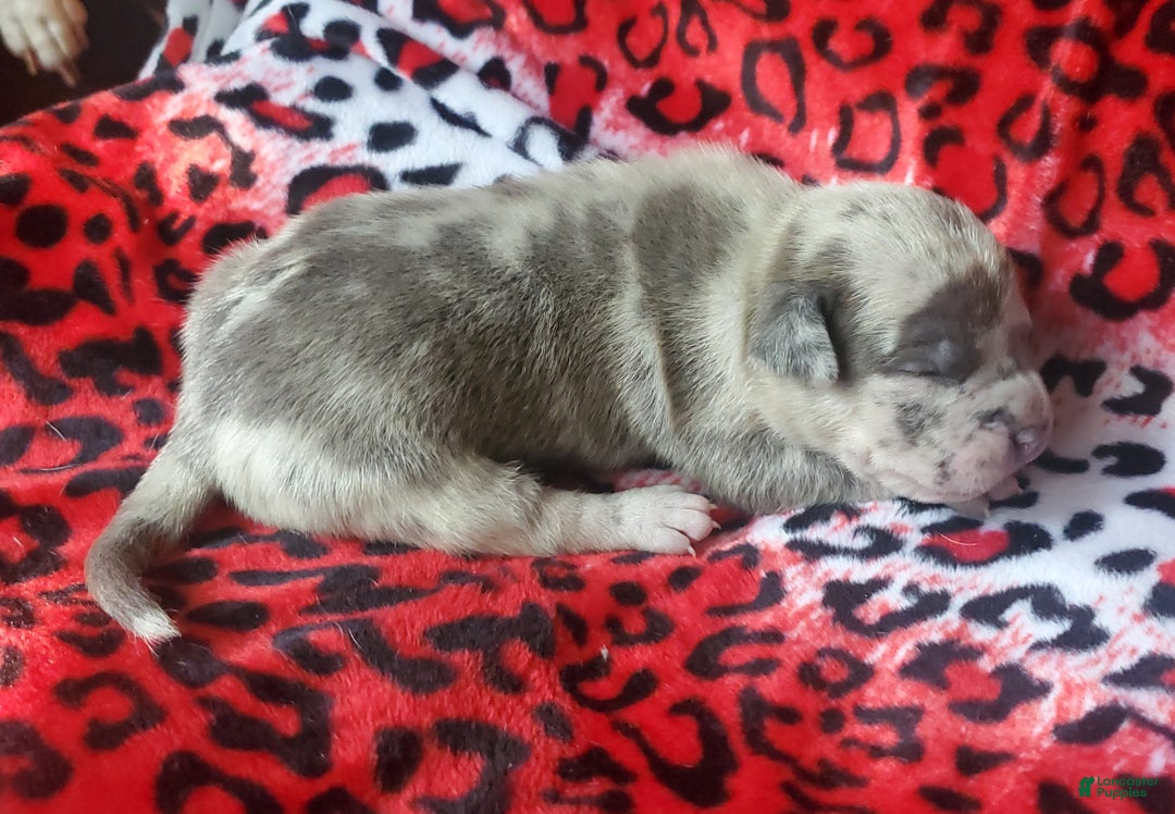 American Bully dogs for sale: "ICE CUBE" - Ad 5