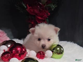 Pomeranian dogs Pomeranian Puppy 1 - Ad 24
