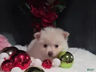 Pomeranian dogs Pomeranian Puppy 1 - Ad 31