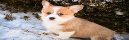 Welsh Corgi Pembroke dogs for sale: Gwen - Ad 3