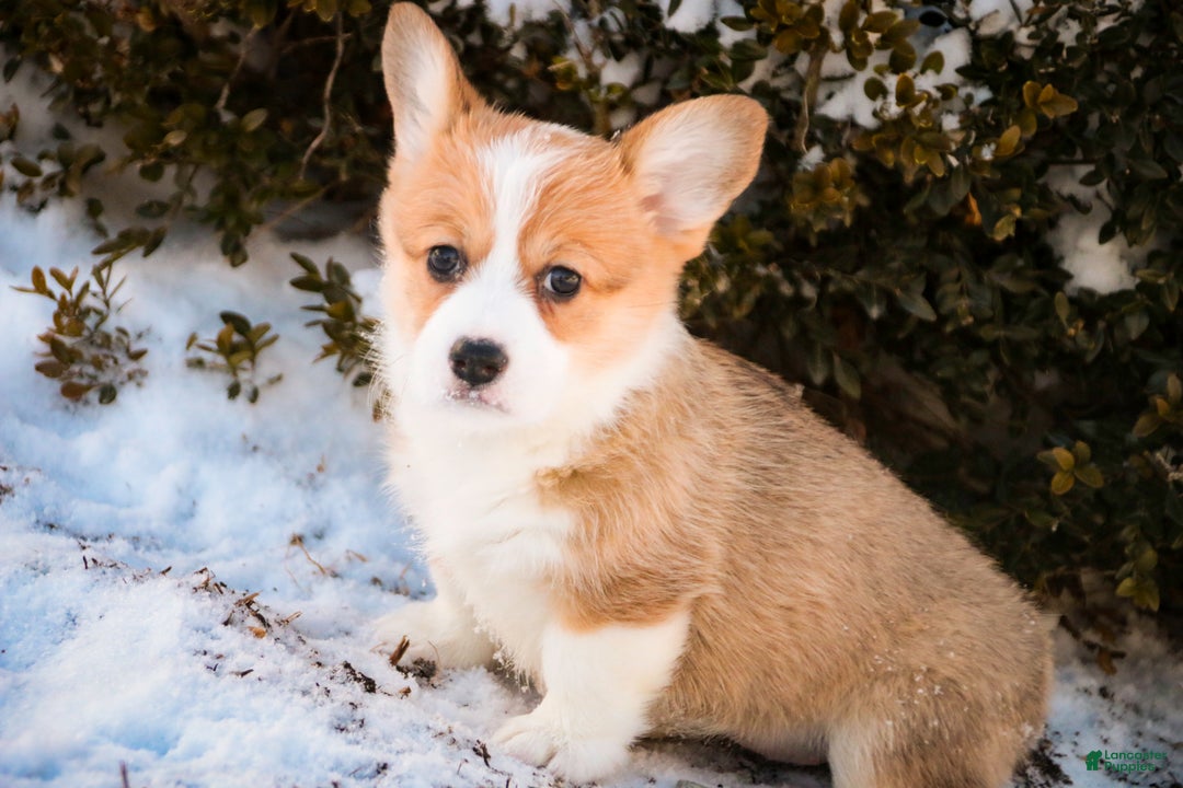 Welsh Corgi Pembroke dogs for sale: Gwen - Ad 3