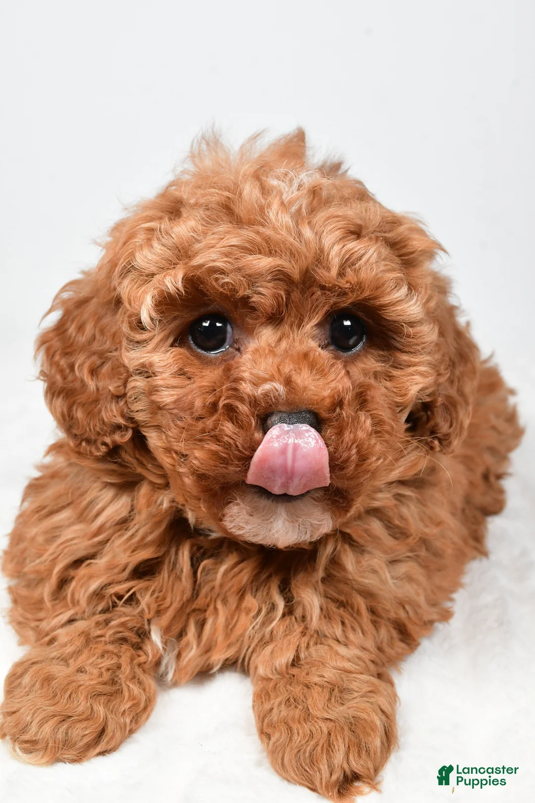Cavapoo dogs for sale: Rosa - Ad 6