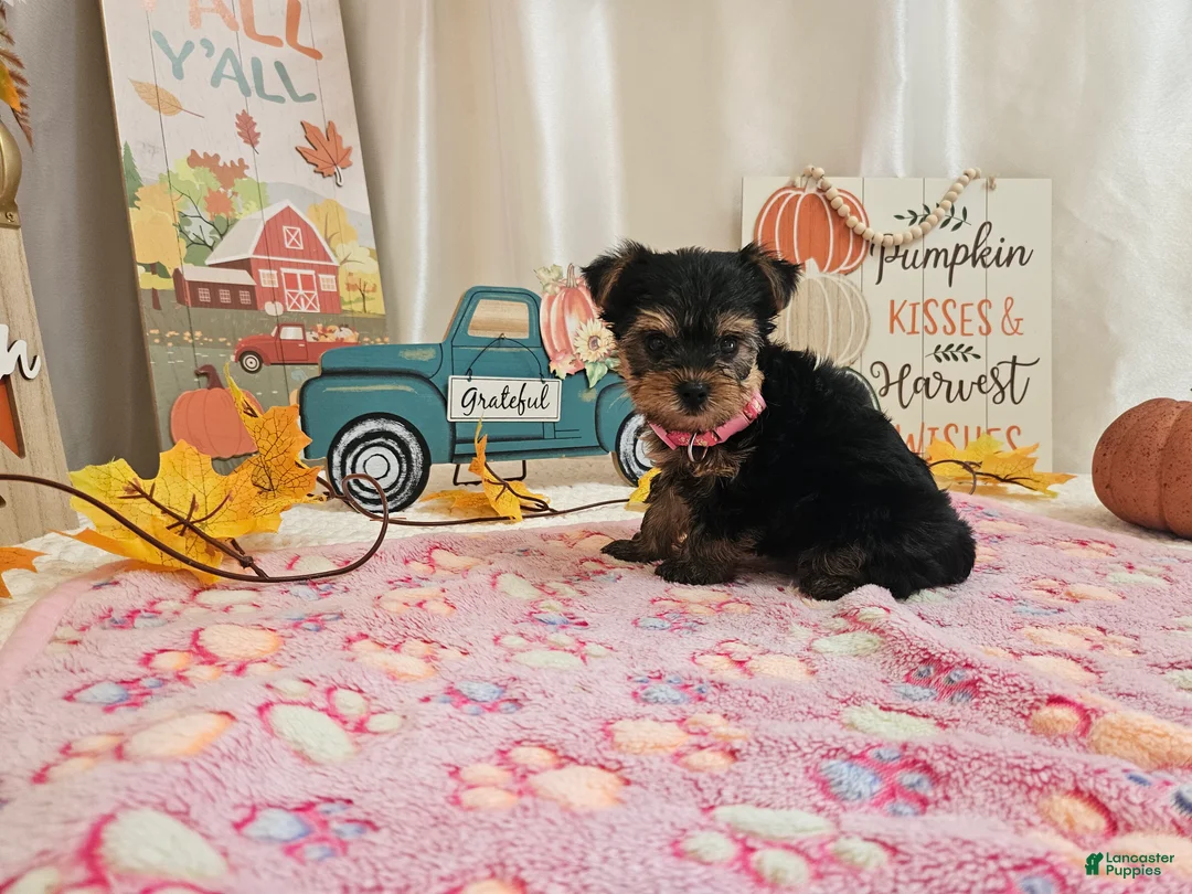 Yorkshire Terrier dogs for sale: Mason Jay - Ad 9