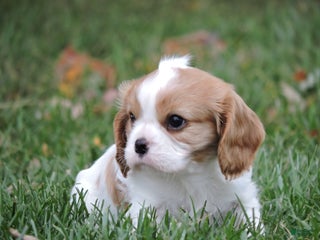 Cavalier King Charles Spaniel dogs - Ad 41