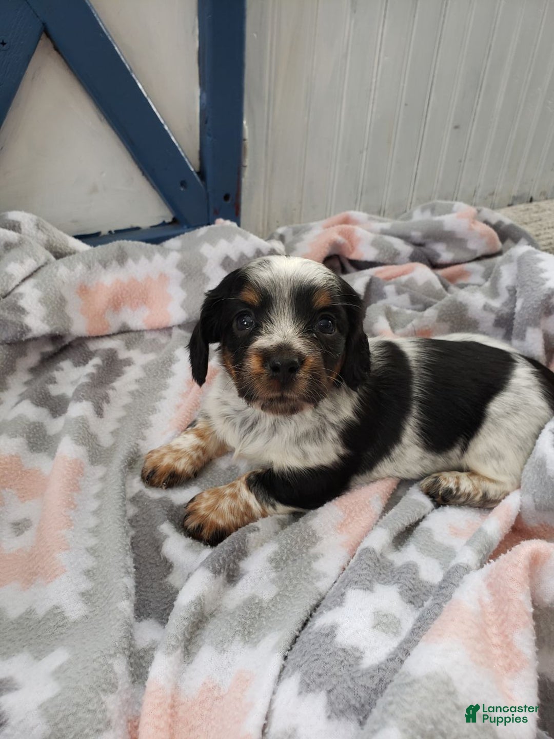 Miniature Dachshund dogs for sale: Ginseng  - Ad 1