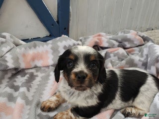 Miniature Dachshund dogs Ginseng - Ad 9