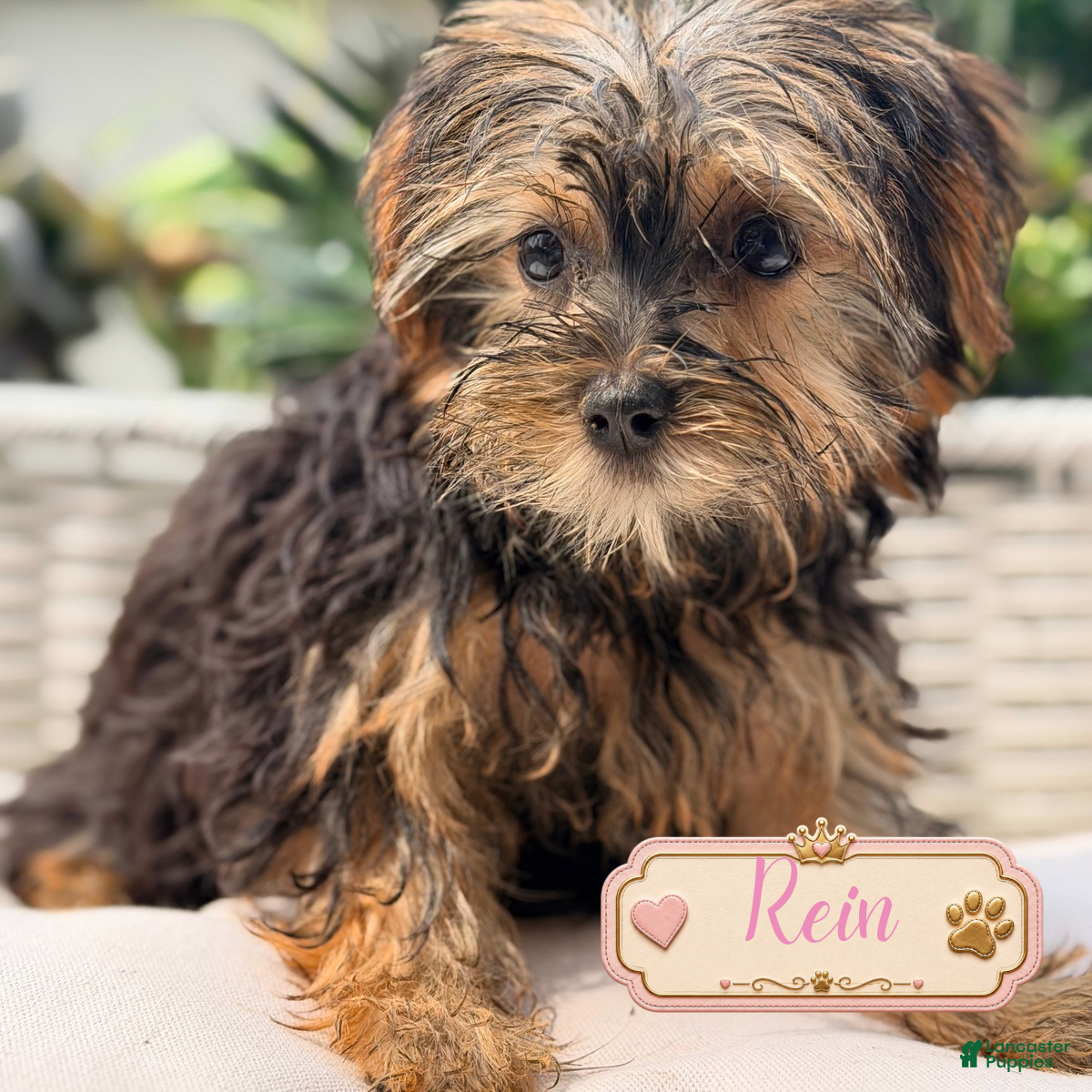 Yorkshire Terrier dogs for sale: Yorkshire Terrier 3 - Ad 3