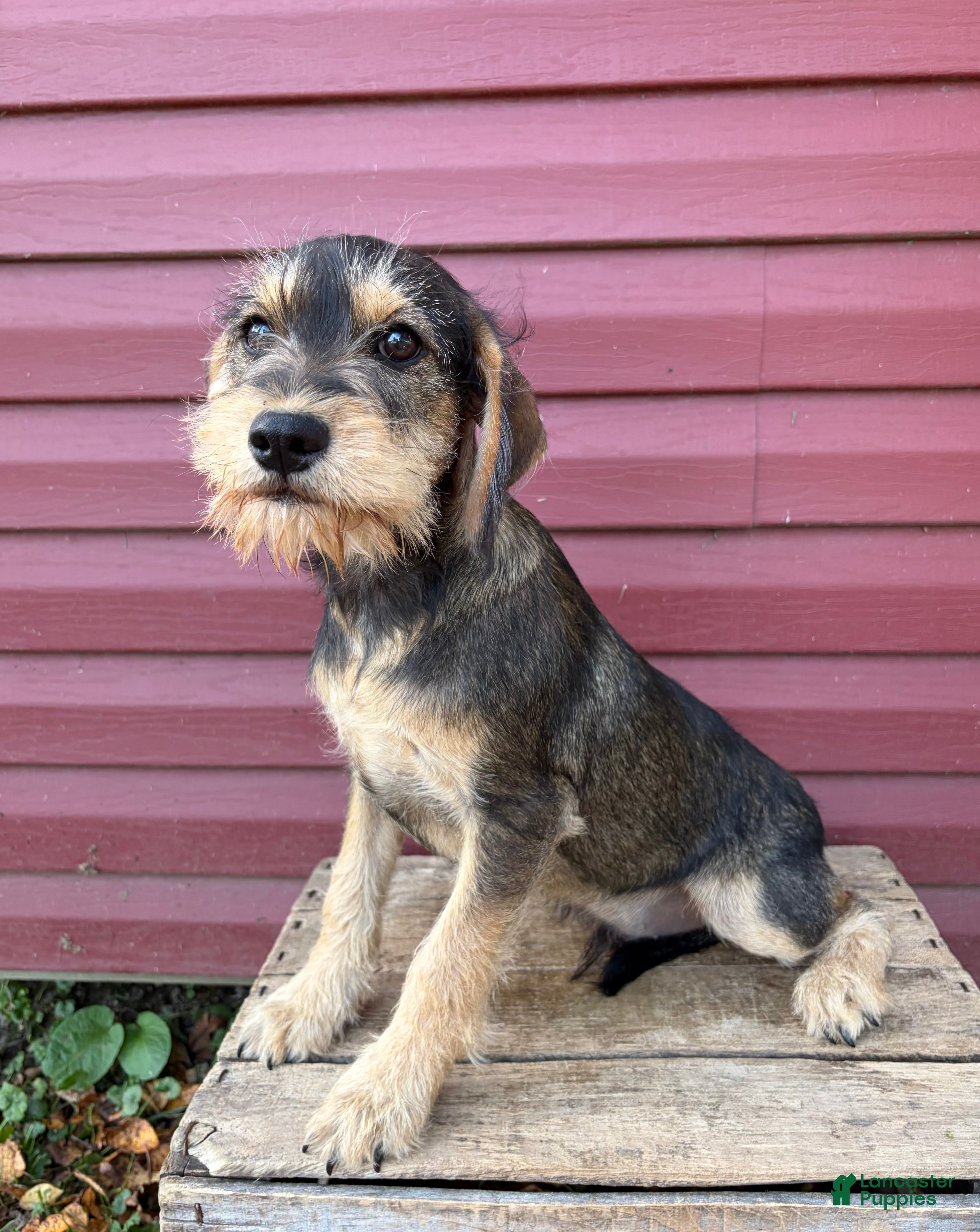Schnoodle dogs Theodore - Ad 2